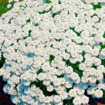Люпин жодинский 0.5кг